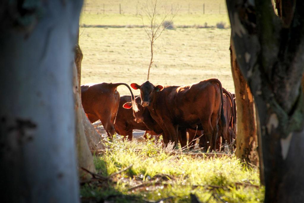 Kweekkraal Guest Farm Βίλα Riversdale Εξωτερικό φωτογραφία